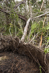 Image showing Fallen tree