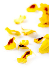 Image showing marigold flowers petals