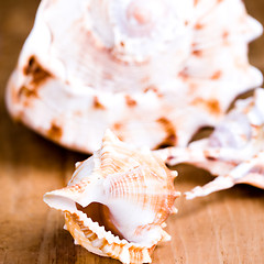 Image showing sea shells 
