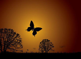 Image showing Sunset nature butterfly