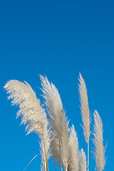 Image showing Pampas grass