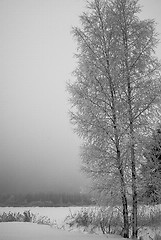 Image showing The frozen tree