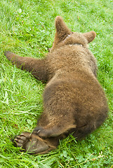 Image showing bear