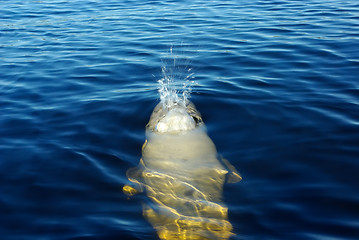 Image showing whale