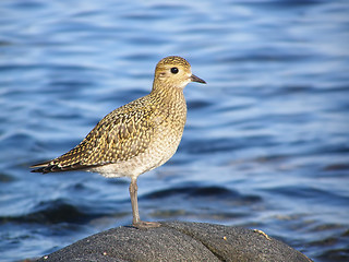 Image showing Pluvialis apricaria