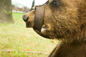 Image showing bear