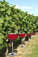 Image showing Vines