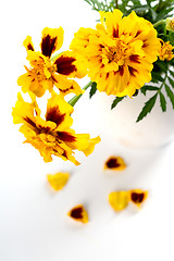 Image showing marigold flowers