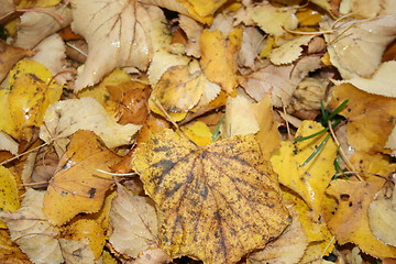 Image showing Fallen leaves