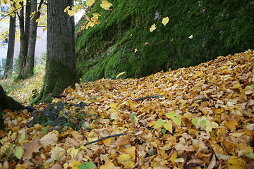 Image showing Fall