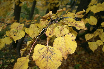 Image showing Yellow leaves