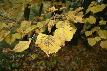 Image showing Autumn leaves