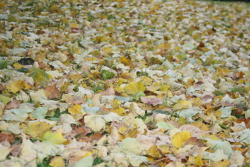 Image showing Fallen leaves on green lawn