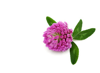 Image showing Violet flower of the dutch clover