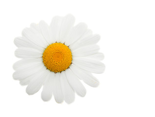 Image showing One head daisywheel