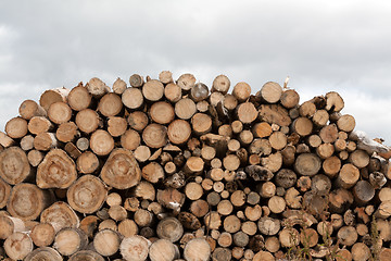 Image showing Firewood put in heap