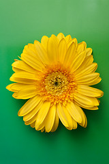 Image showing Yellow flower gerbera