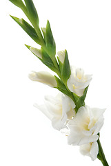 Image showing White Gladiolus detail