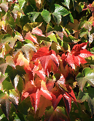 Image showing Leaves