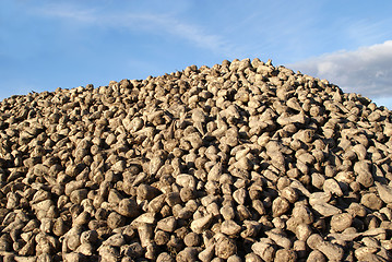 Image showing Pile of Harvested Sugar Beet