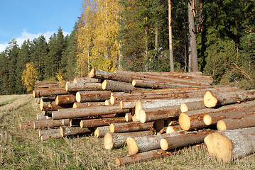 Image showing Wood Logs at Edge of Autumn Forest