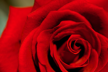 Image showing Red Rose