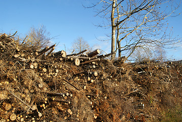 Image showing Harvested Wood Waste for Fuel and Energy