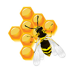 Image showing wasp and honeycomb