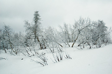 Image showing Winter forest