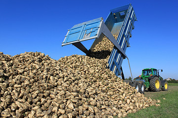 Image showing Beet harvest