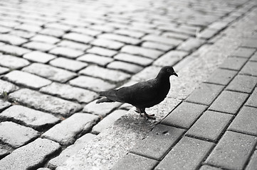 Image showing Pigeon