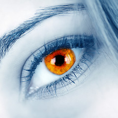 Image showing Beautiful shape of female eye 