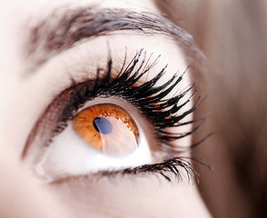 Image showing Beautiful shape of female eye 