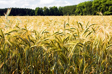 Image showing Agricultural field