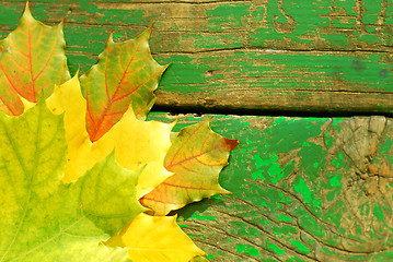 Image showing autumn leaves