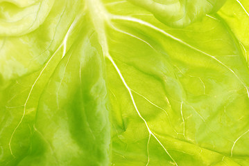 Image showing lettuce leaf