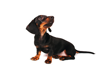 Image showing Dachshund puppy 