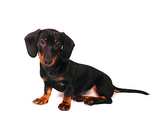 Image showing Dachshund puppy 