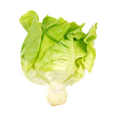 Image showing salad lettuce