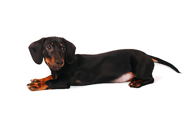 Image showing Dachshund puppy