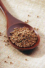 Image showing corinder seeds
