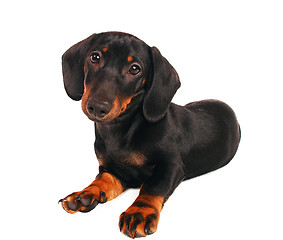 Image showing Dachshund puppy 