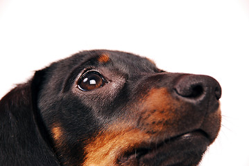 Image showing Dachshund puppy 
