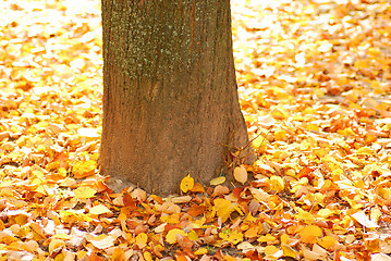 Image showing Autumn background