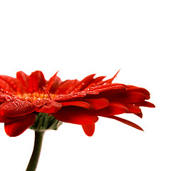 Image showing red gerbera flower