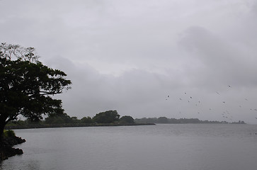 Image showing Gray Morning