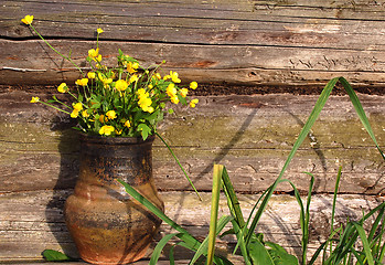 Image showing Hungerweeds in Ceramic Pot