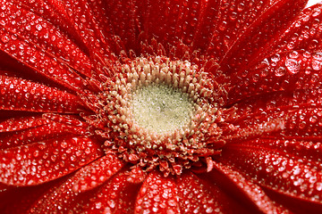 Image showing red gerbera flower