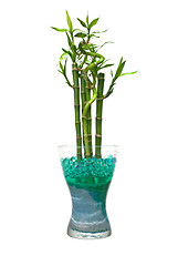 Image showing Glass jar with bamboo 