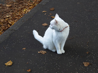 Image showing Cat